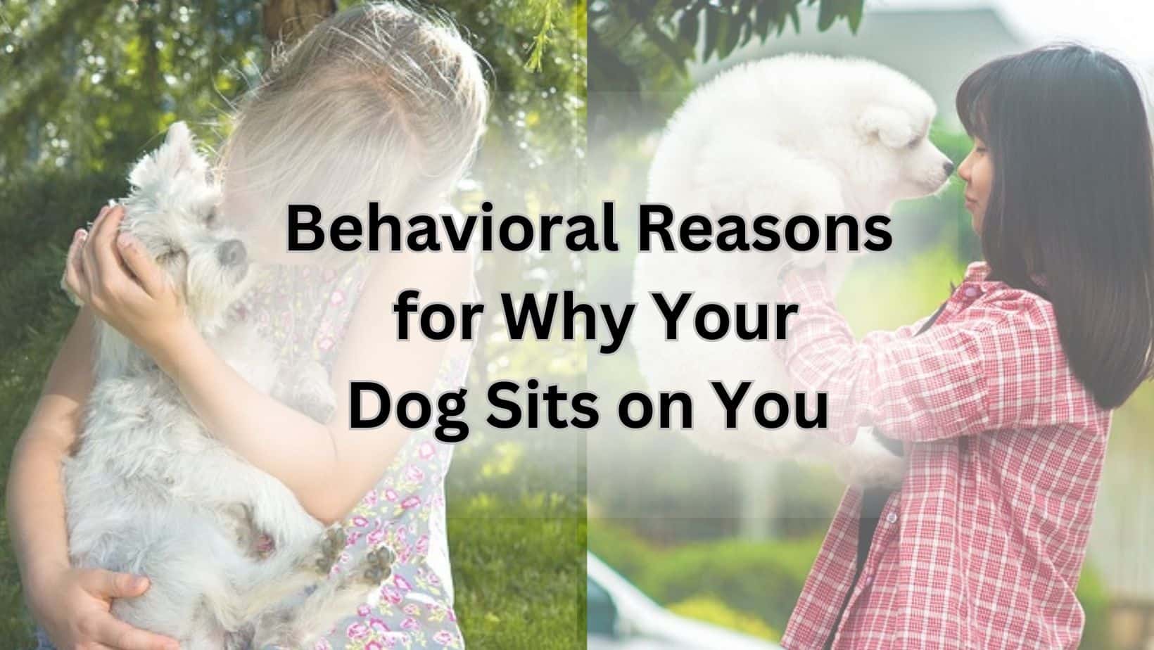 Behavioral Reasons for Why Your Dog Sits on You