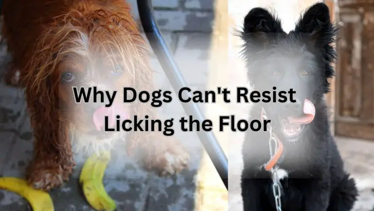 Why Dogs Can’t Resist Licking the Floor: A Hilarious Explanation
