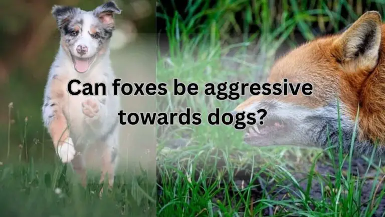 Are Foxes Aggressive to Dogs? Find Out Now!