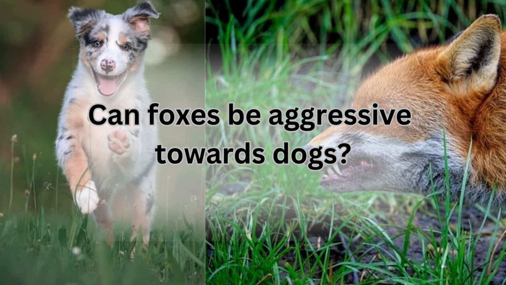 Can foxes be aggressive towards dogs?