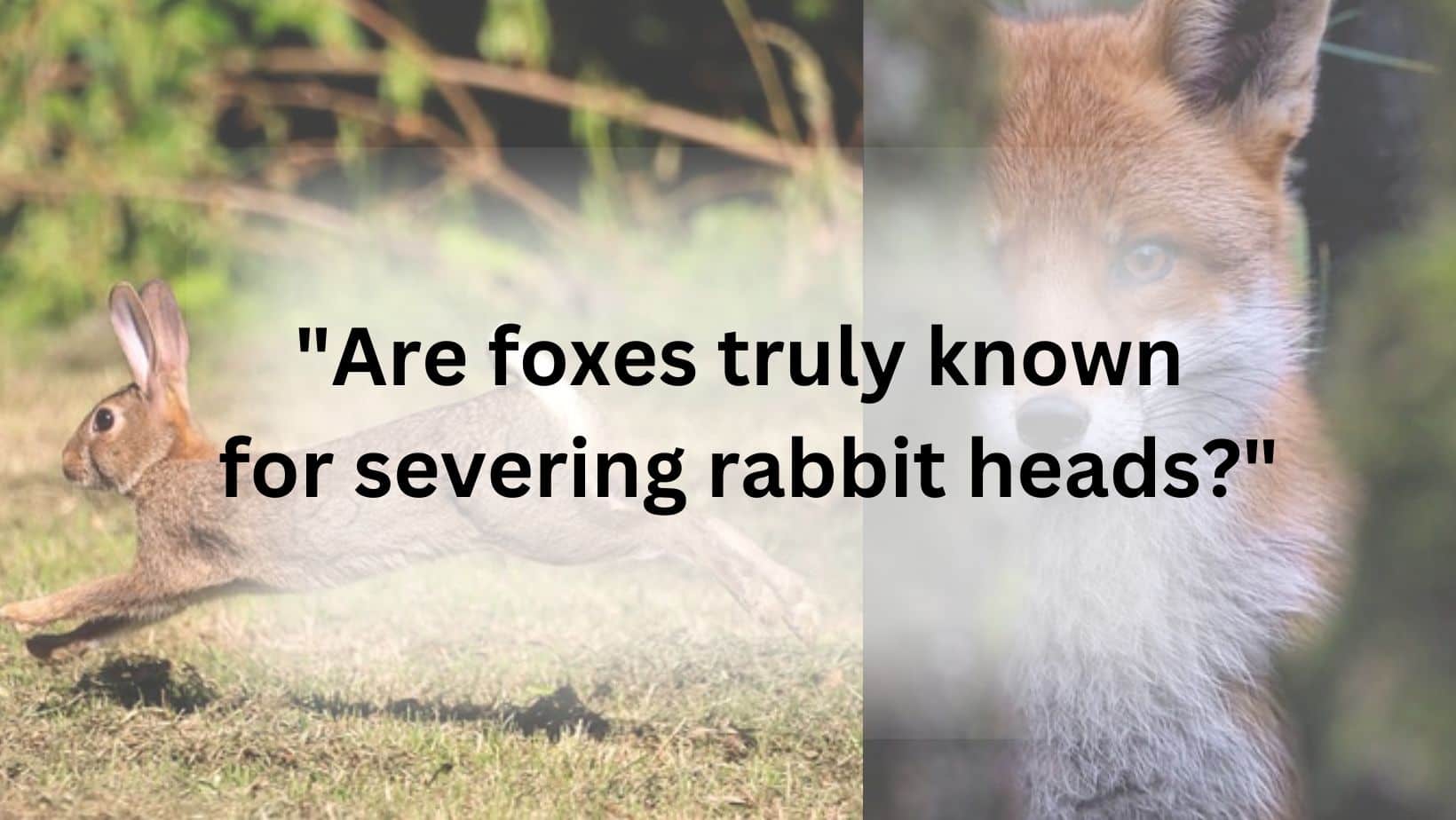 "Are foxes truly known for severing rabbit heads?"