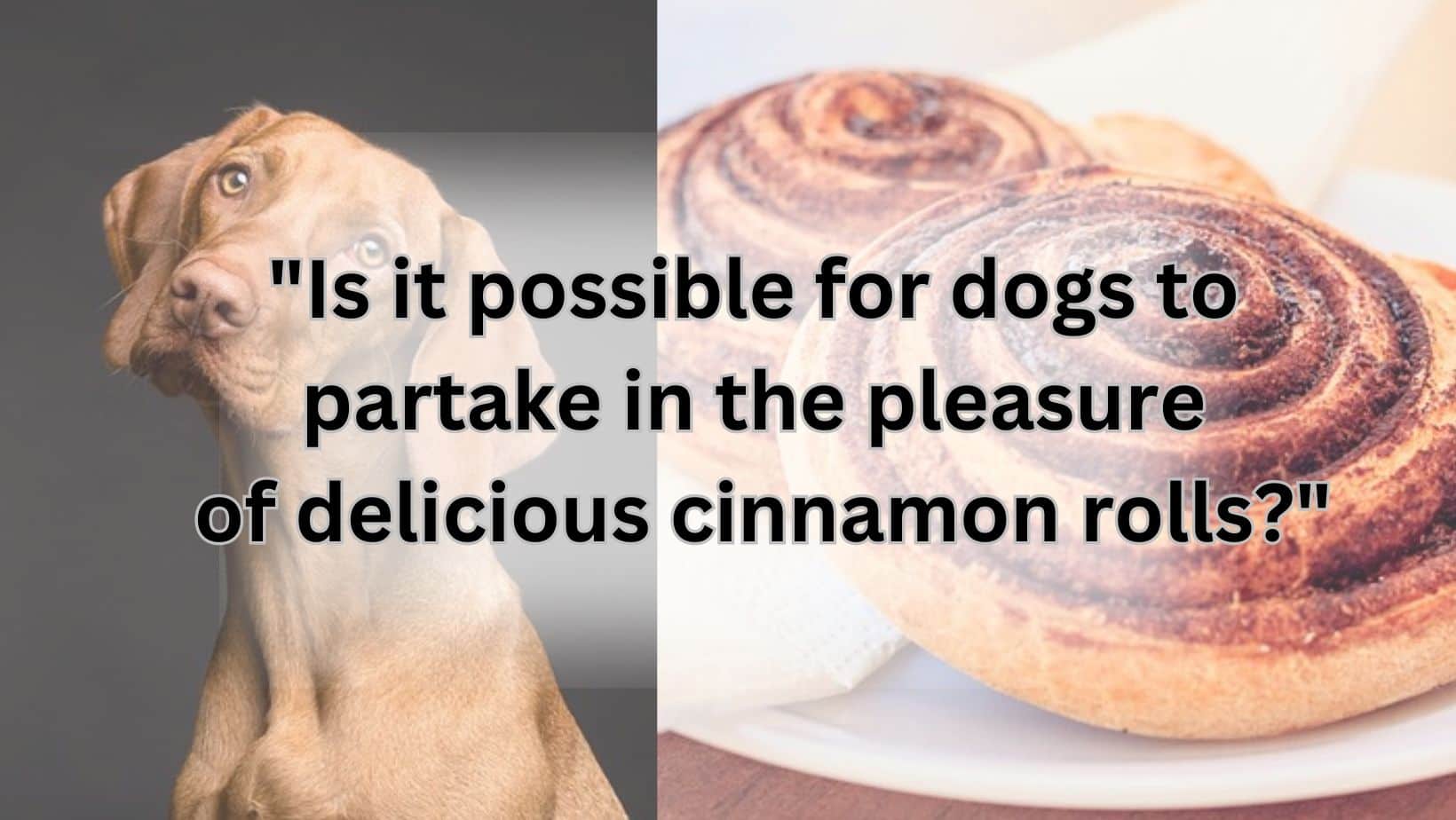 "Are dogs able to enjoy tasty cinnamon rolls?"