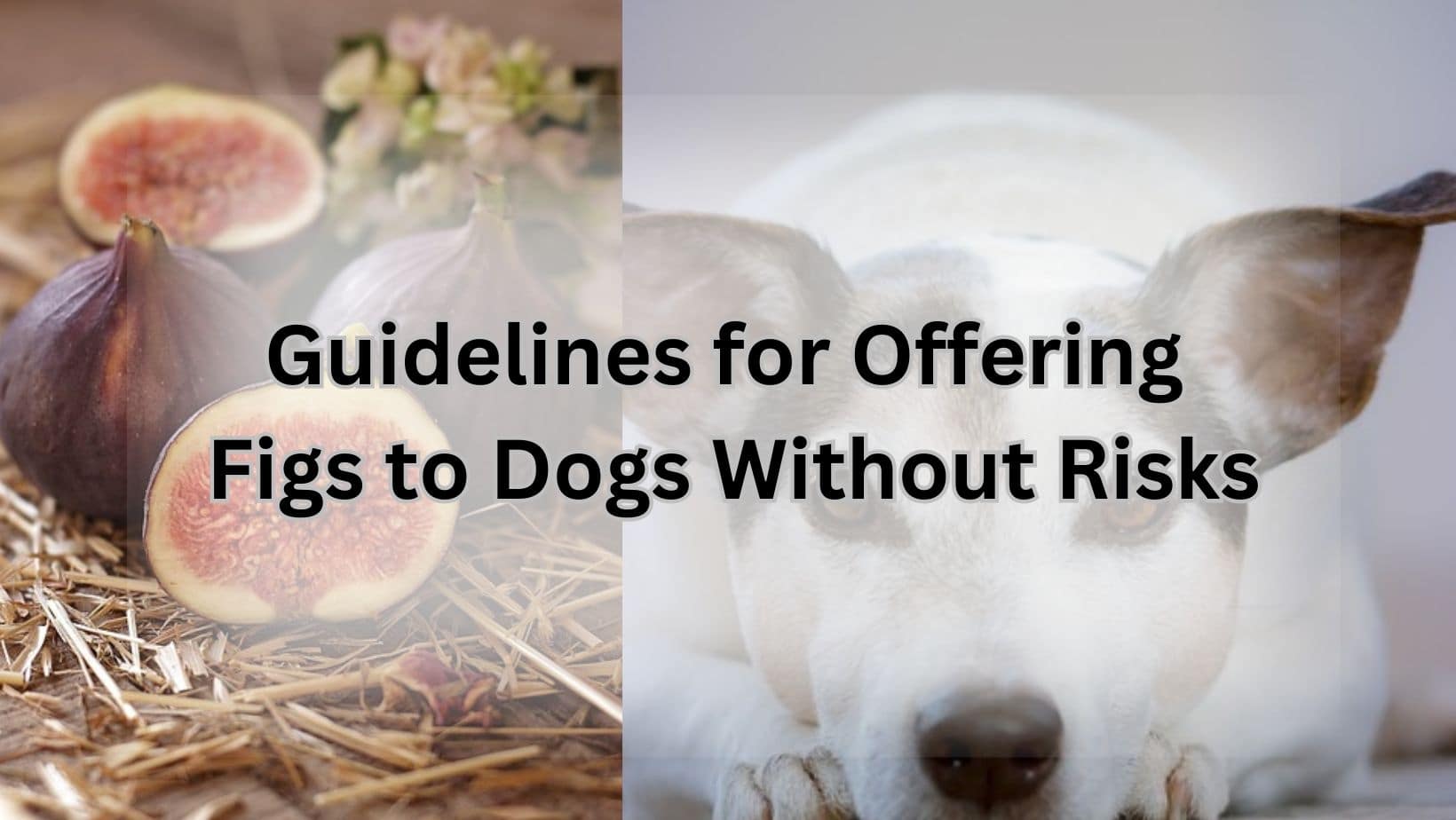 Guidelines for Offering Figs to Dogs Without Risks