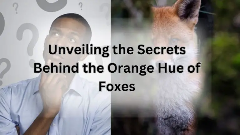 Unraveling the Mysteries of Why Foxes Are Orange