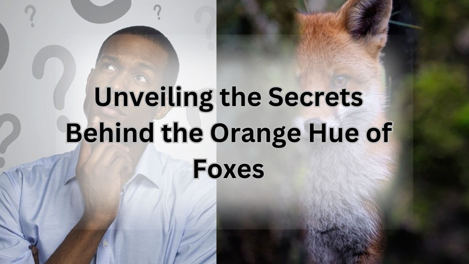 Unveiling the Secrets Behind the Orange Hue of Foxes