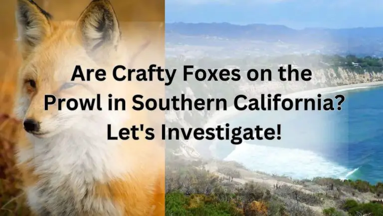 Are Sneaky Foxes Roaming Southern California? Uncover the Truth!