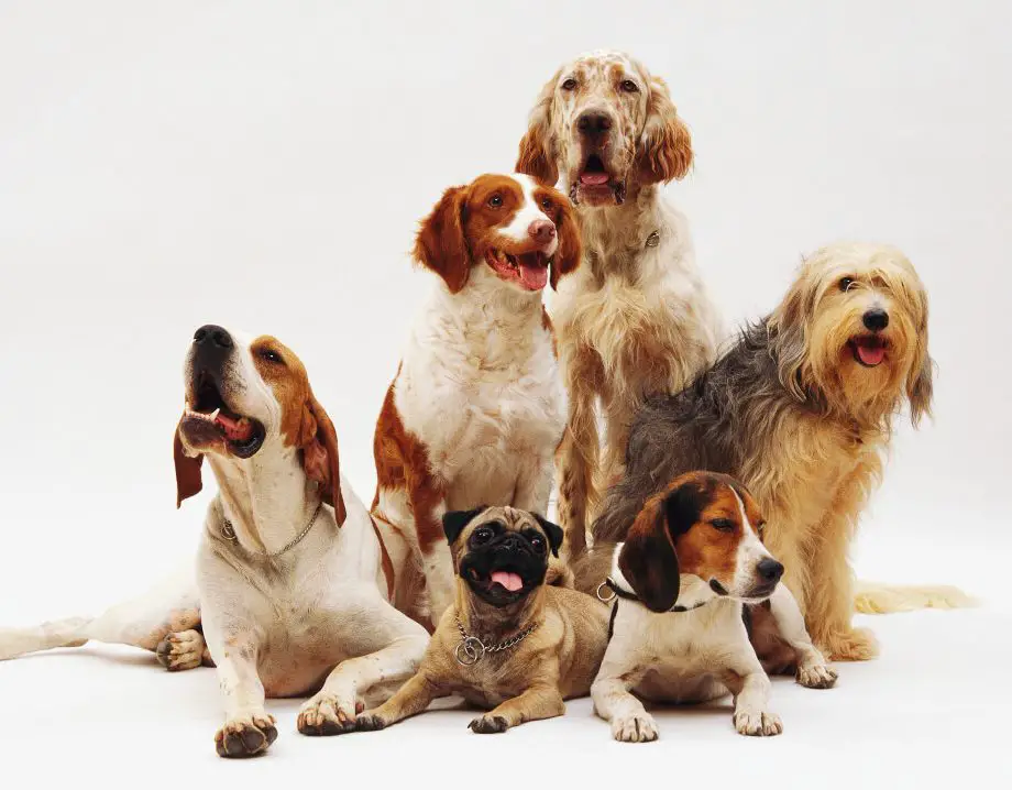 Importance of Proper Socialization for Dogs, Pack of dogs