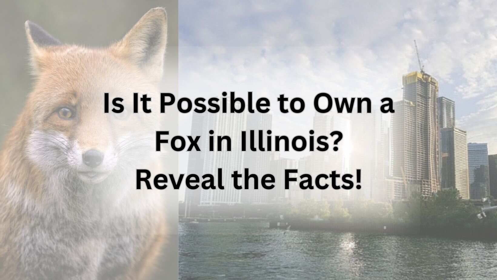 Is It Possible to Own a Fox in Illinois? Reveal the Facts!