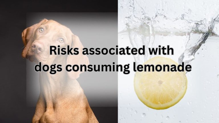 Can Dogs Really Sip on Lemonade? Uncover the Truth Here!