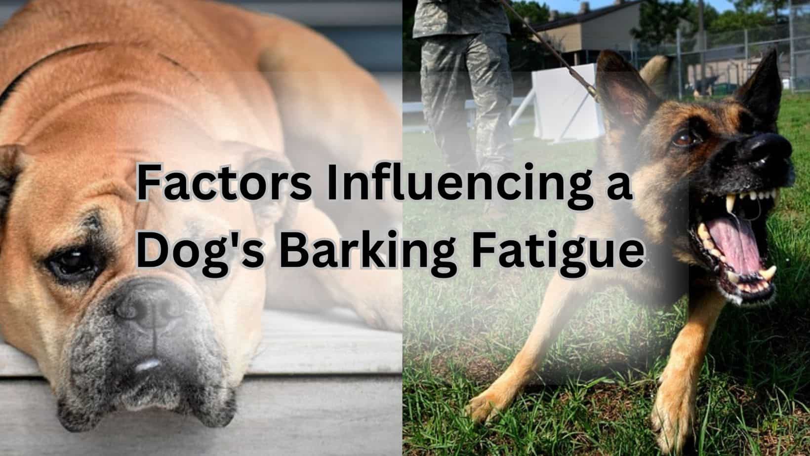 Factors Influencing a Dog's Barking Fatigue