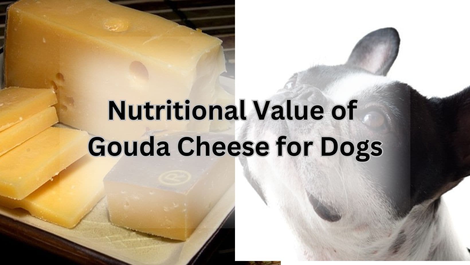 Nutritional Value of Gouda Cheese for Dogs
