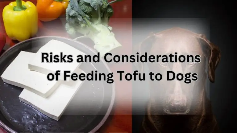 Can Your Pup Chow Down on Tofu? Find Out Now!