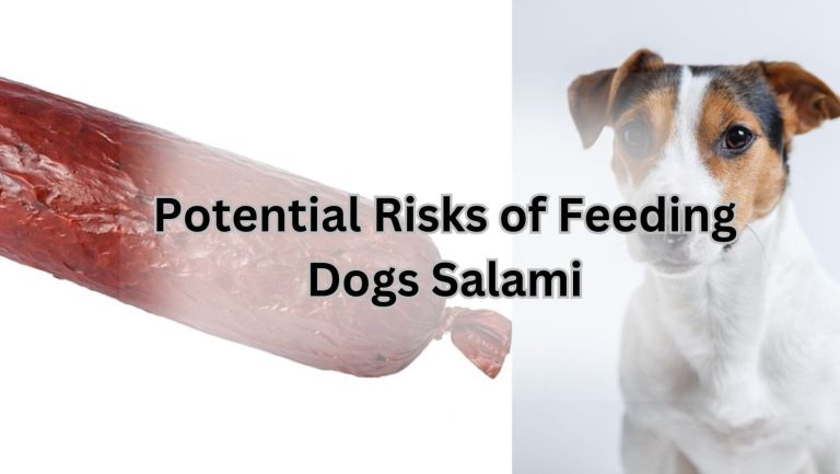 Can Fido Feast on Salami? Discover the Truth Here!